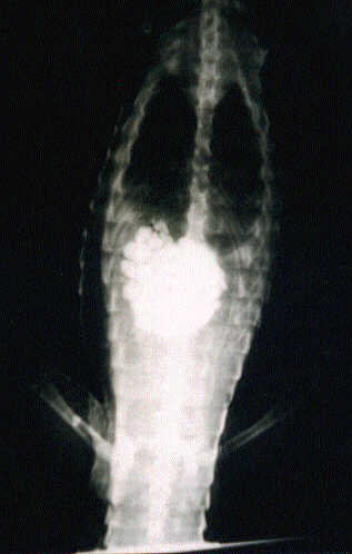 croc gastrolith x-ray.jpg