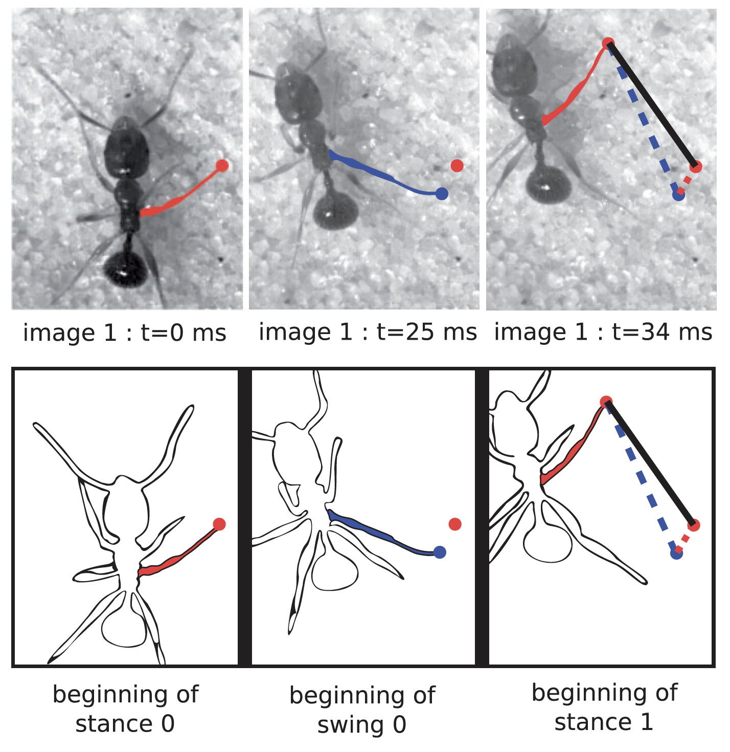 Antlion pits take advantage of ant slips – Integrative Organismal Biology