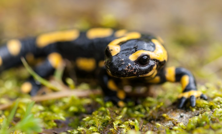 Fire Salamander