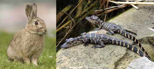 You can’t stop the (heart) beat! – Integrative Organismal Biology