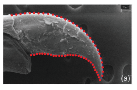 Scanning electron microscopy image of a lizard claw.