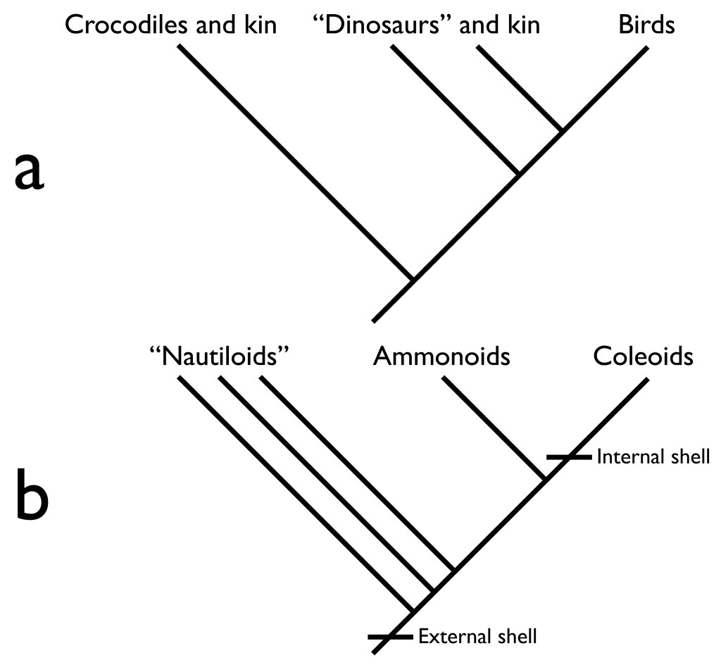 phylogenetic tree showing the relationships of dinosaurs (crocodiles(dinosaurs(dinosaurs+birds))) and (nautiloids (nautiloids (nautiloids(nautiloids(ammonoids+coleoids)))))