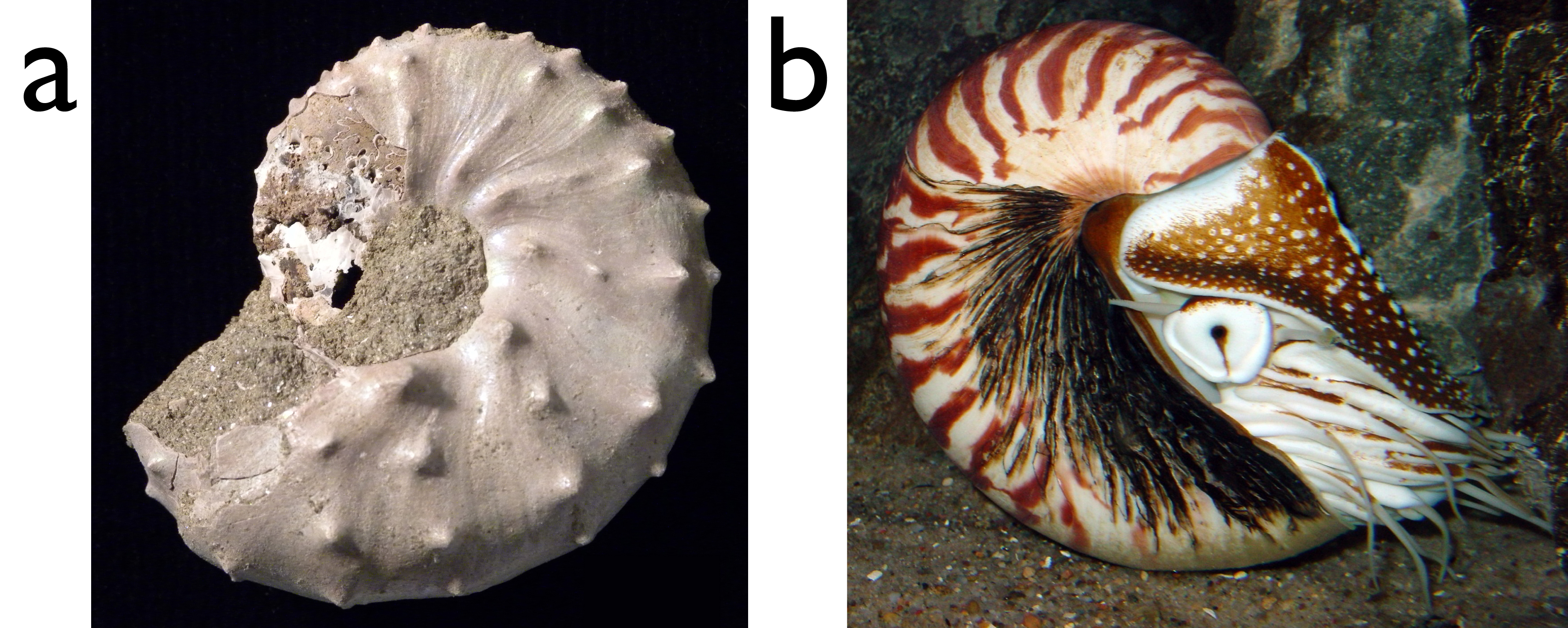Overcoming Extinction: Model Mollusks Reveal How Coiled Shells ...