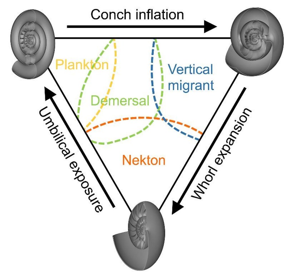 Triangular diagram showing shape variation in ammonoids.