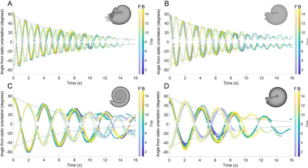 Diagram showing pendulum like motion for ammonoid and nautiloid shells.
