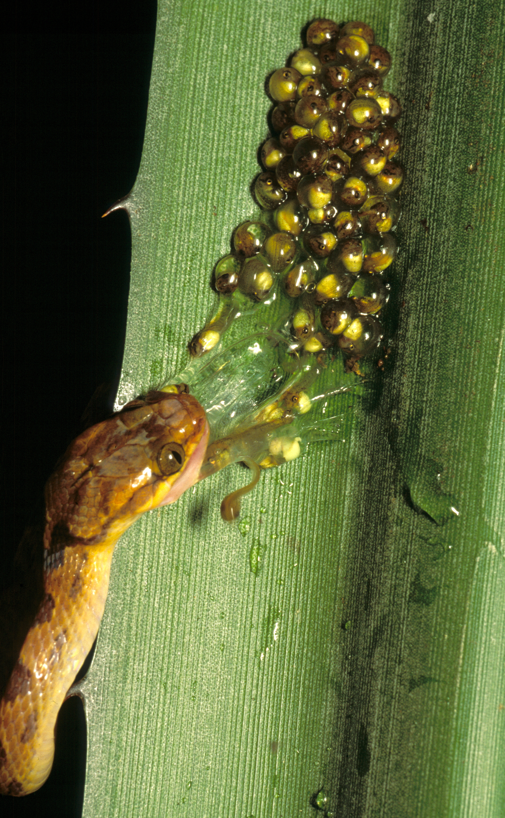 Red-eyed treefrog embryos escape hatching during a snake attack. Photo by Karen M. Warkentin